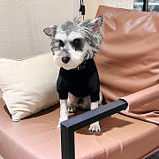 Prada Black Pet Clothes - 4