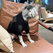 Prada Black Pet Clothes - 2