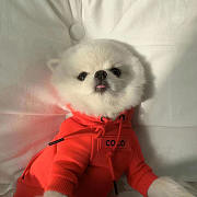 Chanel Coco Red Hoodie Pet Clothes - 1