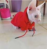 Chanel Coco Red Hoodie Pet Clothes - 2